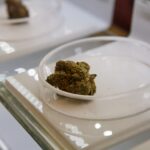 Résines de CBD et douleurs chroniques