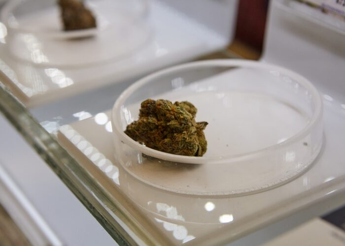 Résines de CBD et douleurs chroniques